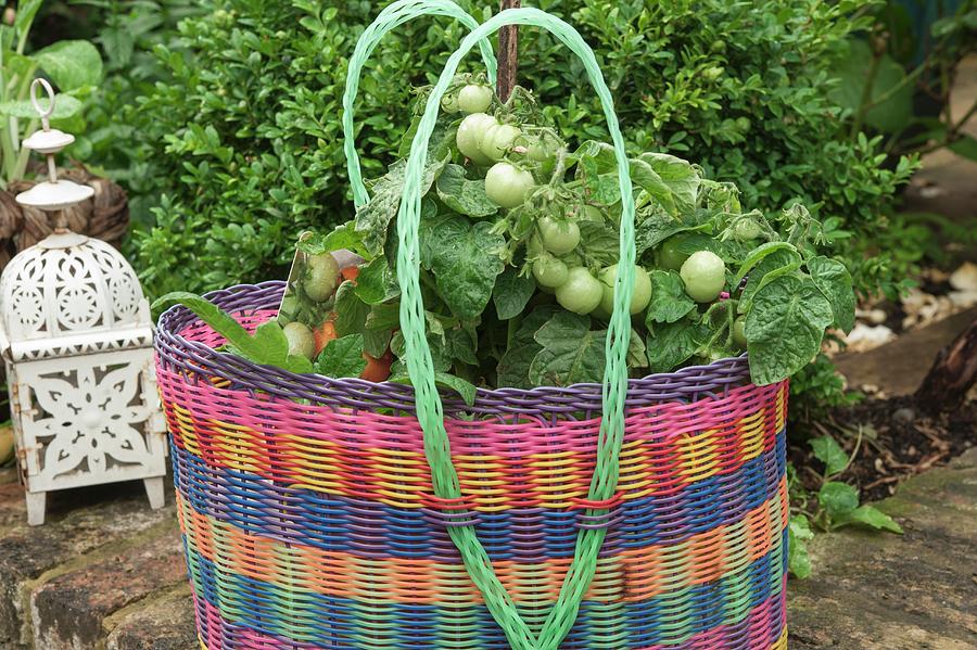 Tomato Plants In A Colourful Plastic Basket Outside On A Stone Wall Photograph by Linda Burgess