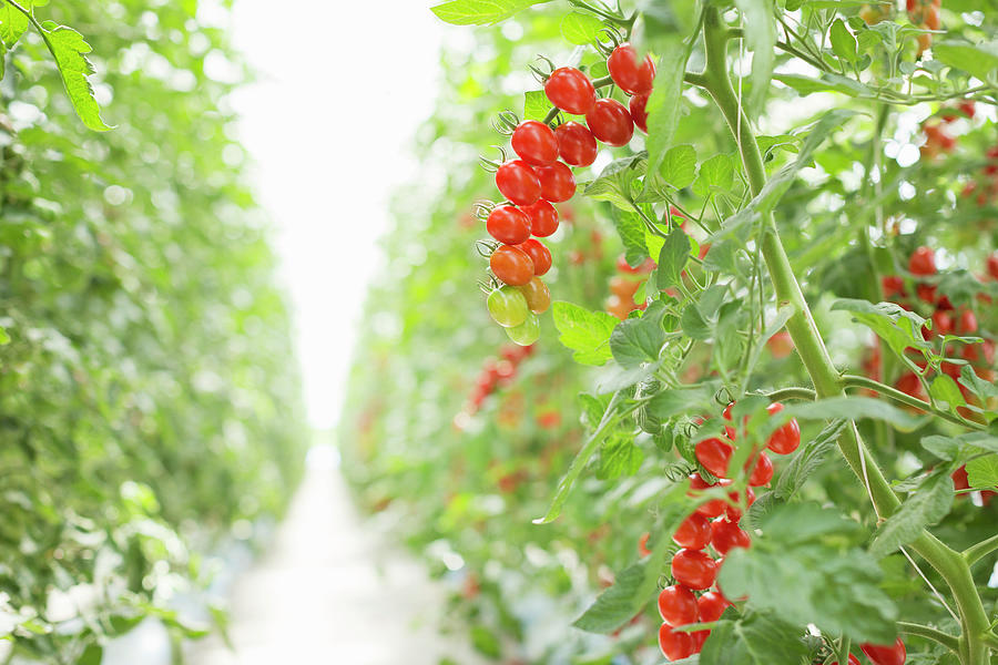 Tomato Plants In A Row In A Greenhouse Photograph by Sabine Lscher