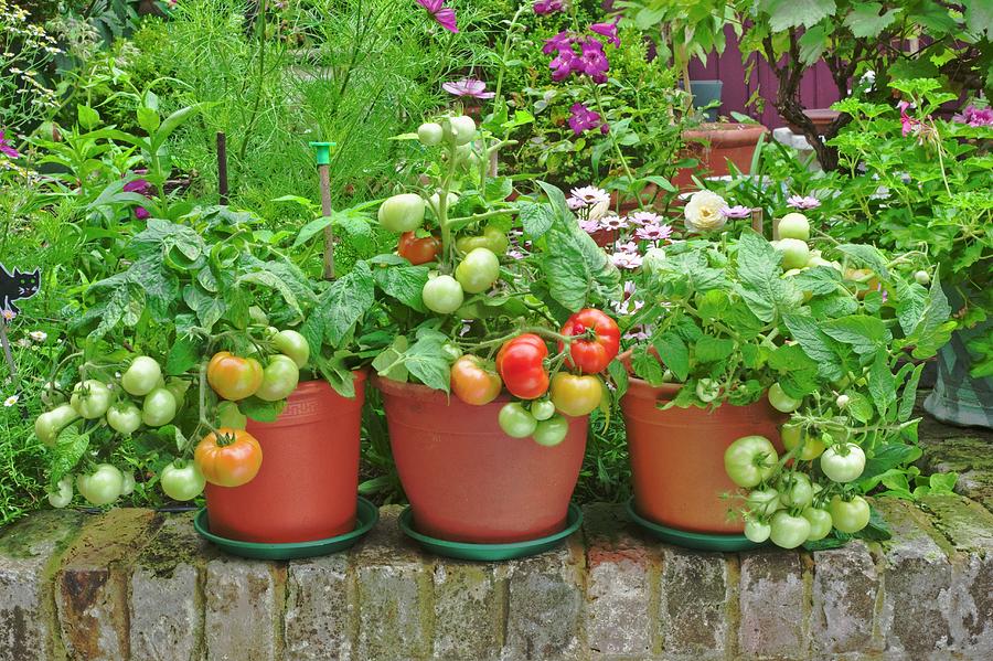 Tomato Plants In Pots On A Terrace Photograph by Burgess, Linda - Fine ...