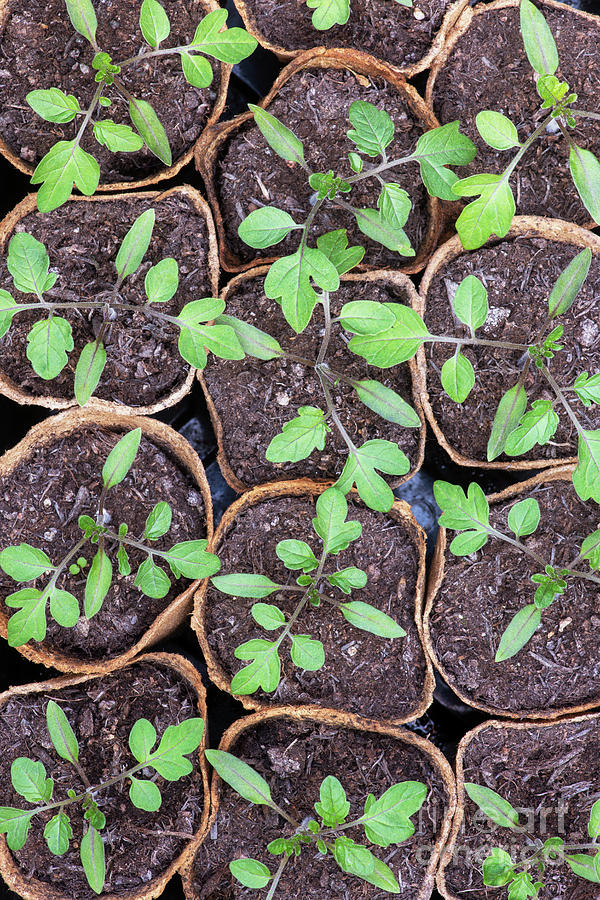  Tomato Seedlings  Photograph by Tim Gainey