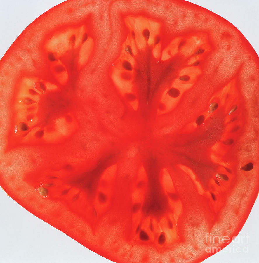 Tomato Slice Photograph by John Heseltine/science Photo Library
