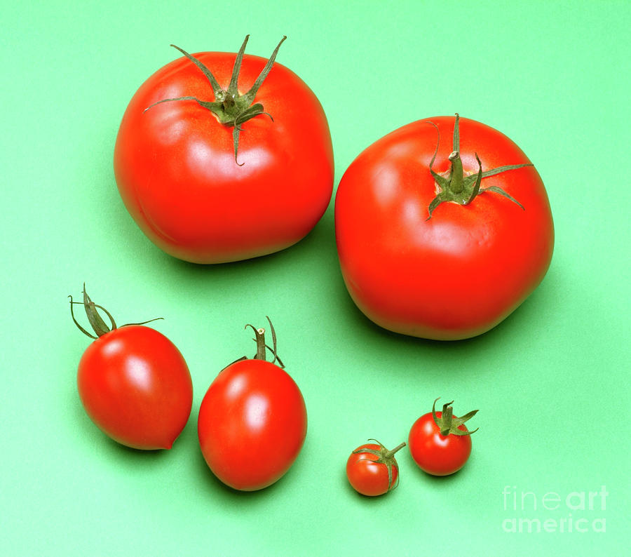 Tomato Varieties Photograph by Science Photo Library Tomato Varieties Photograph by Science Photo Library