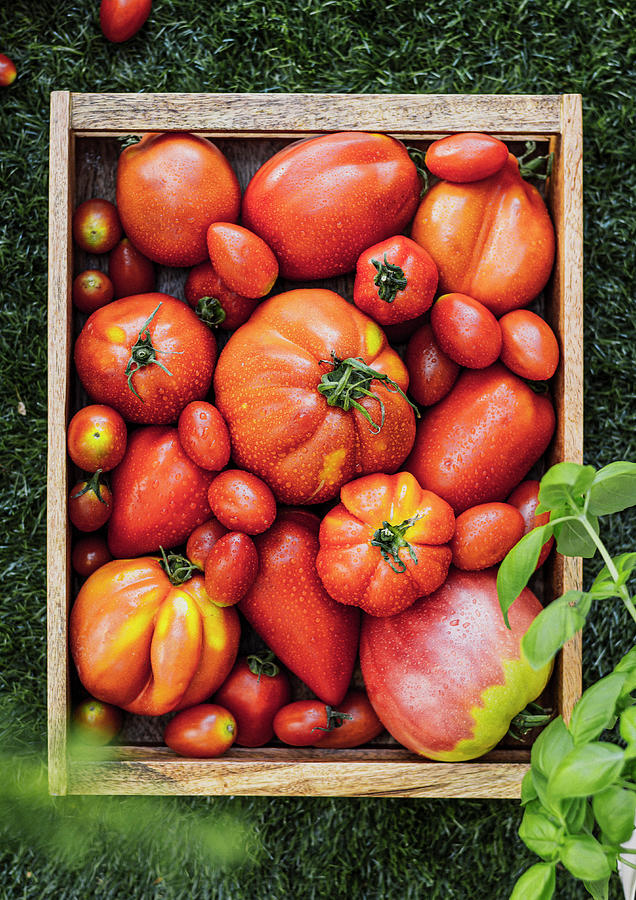 Tomato Variety Photograph by Monika Rosa