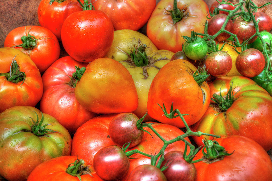 Tomato Photograph - Tomatoes 2015 by Robert Goldwitz