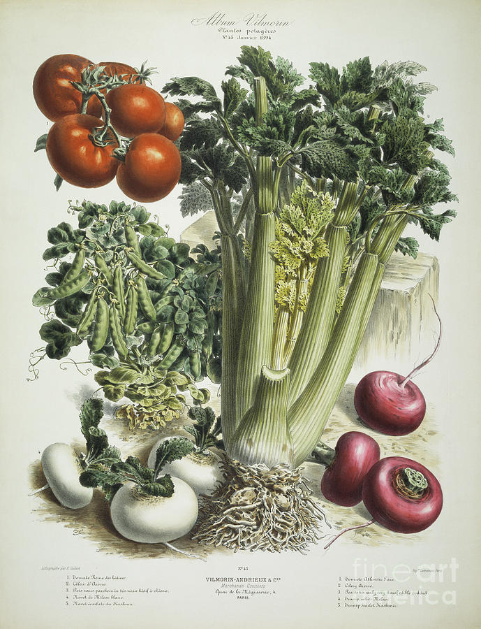Nature Mixed Media - Tomatoes and salad by E Godard