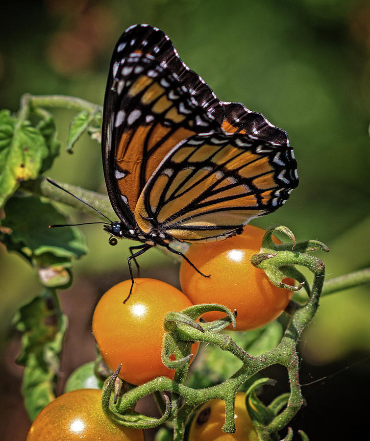 Tomatoes and the Monarch Photograph by Robert Pilkington