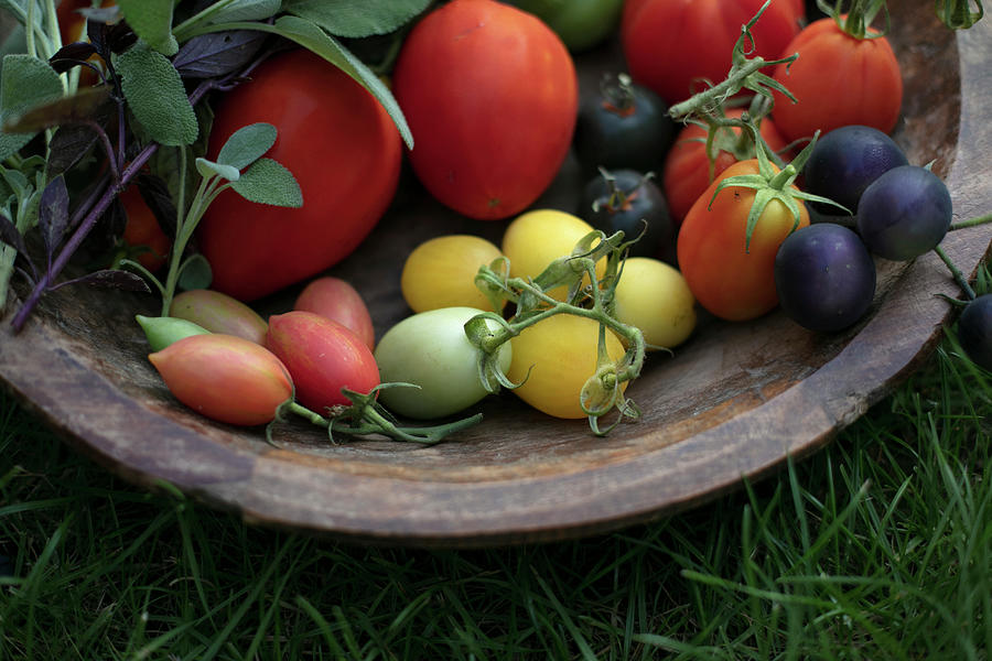 Tomatoes, Basil, Sage In A Wooden Bowl Outdoor In The Garden On Grass Photograph by Giedre Barauskiene