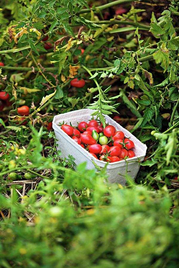 Tomatoes Being Harvested In The Garden Photograph by Herbert Lehmann