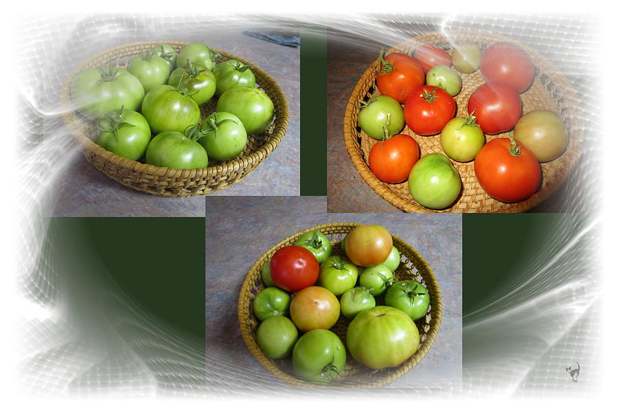 Tomatoes From The Vine To The Table Photograph by Joyce Dickens