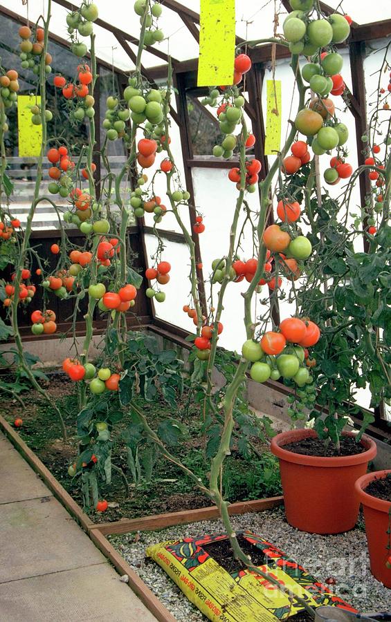 Tomatoes Growing In A Greenhouse Photograph by Ailsa M Allaby/science Photo Library