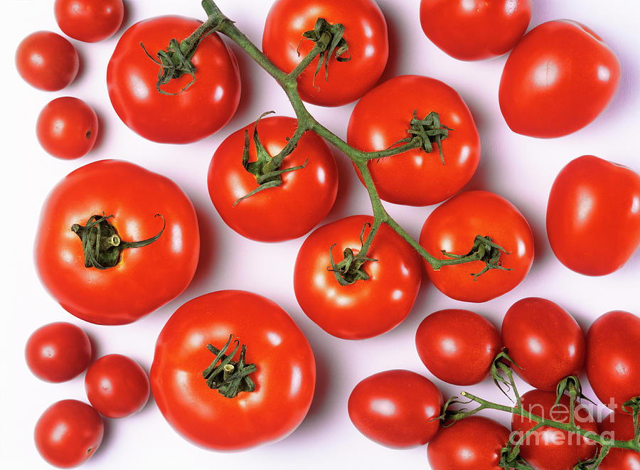 Tomatoes Photograph by Martyn F. Chillmaid/science Photo Library