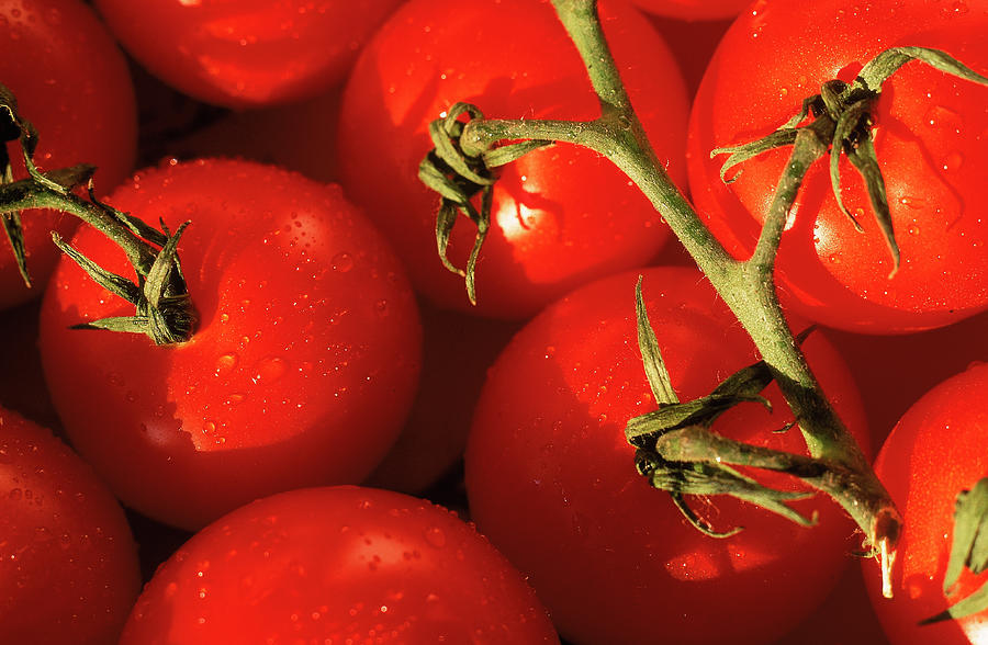 Tomatoes On Vine Photograph by Mitch Diamond
