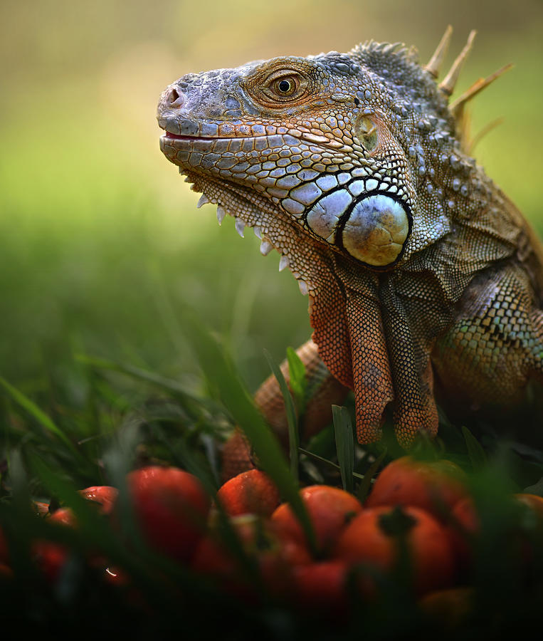 Dragon Photograph - Tomatoes Time by Fahmi Bhs