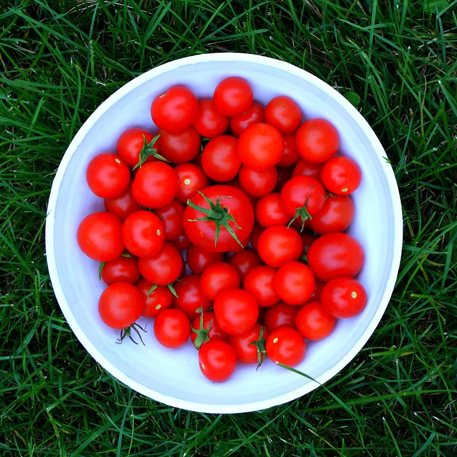 Tomatoes...its Whats For Dinner Photograph by Michelle L. Stebly