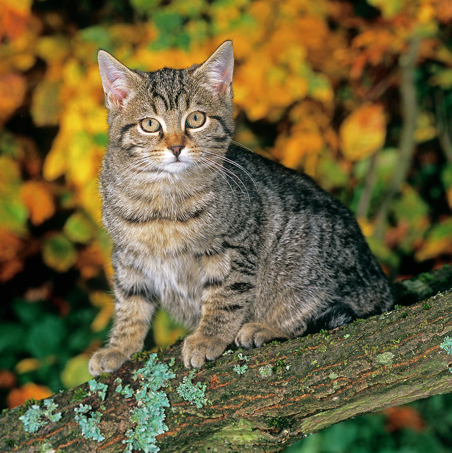 Tomcat In Autumn Digital Art by Robert Maier