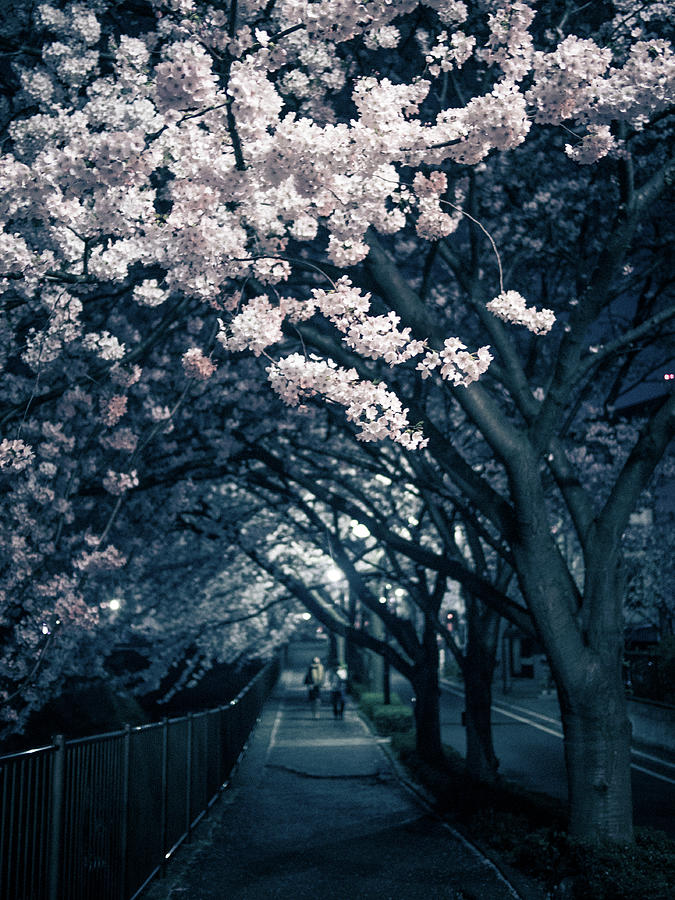 Tomorrow, The Cherry Blossoms Will Fall Photograph by Taketan