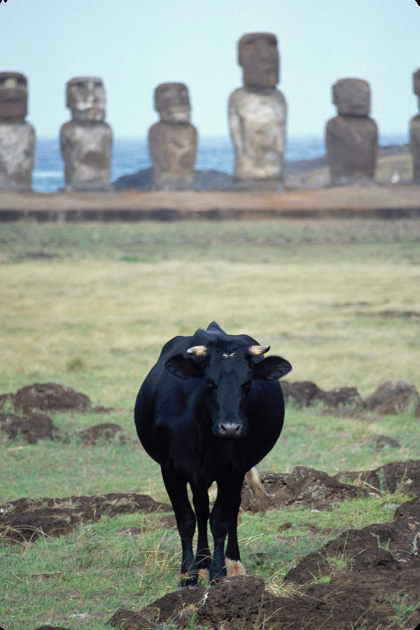 Tongariki, Easter Island Photograph by Jialiang Gao