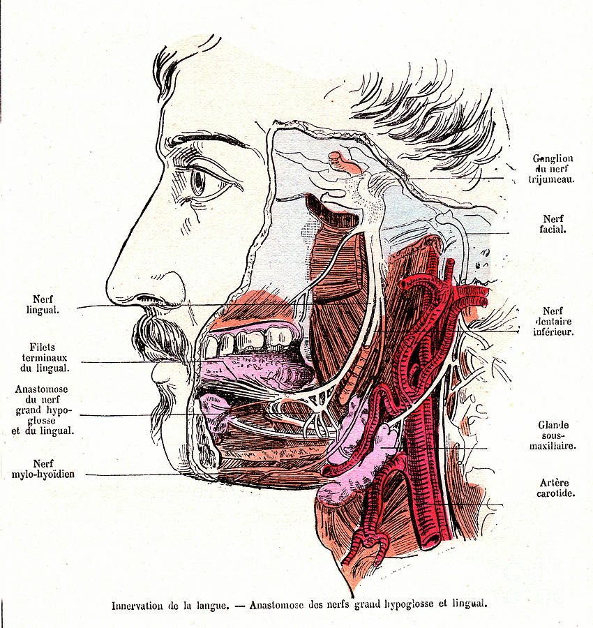 Tongue And Mouth Nerve Anatomy Photograph By Collecti - vrogue.co