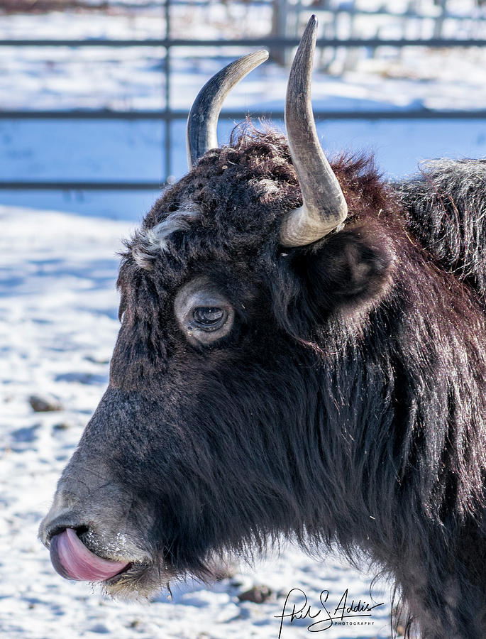 Tongue Licker Photograph by Phil S Addis - Fine Art America