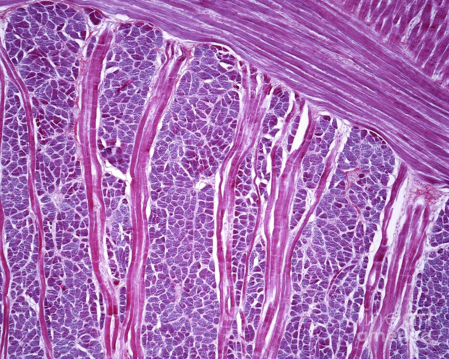 Cell Photograph - Tongue Muscle by Jose Calvo/science Photo Library