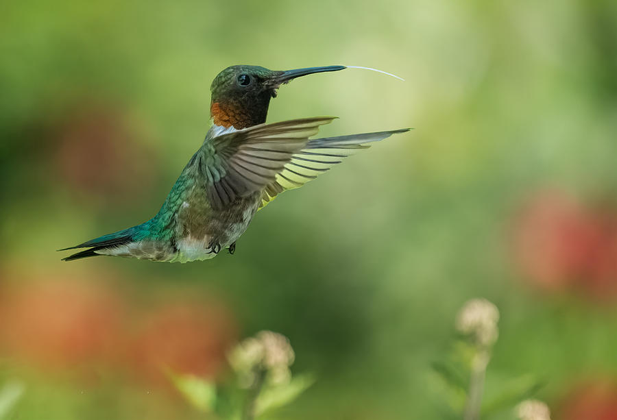 Tongue Sticking Out Photograph by Tao Huang - Fine Art America