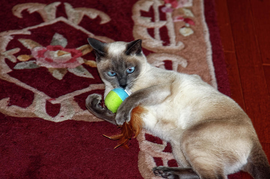 Tonkinese Cat Holding Toy Photograph by Sally Weigand