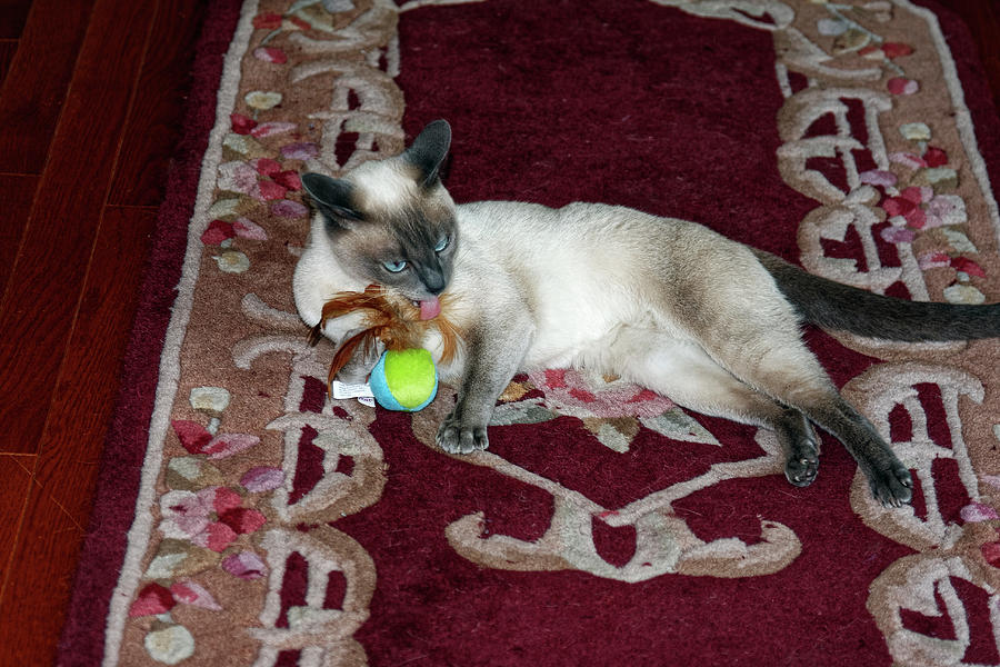 Tonkinese Cat Licking Toy Photograph by Sally Weigand