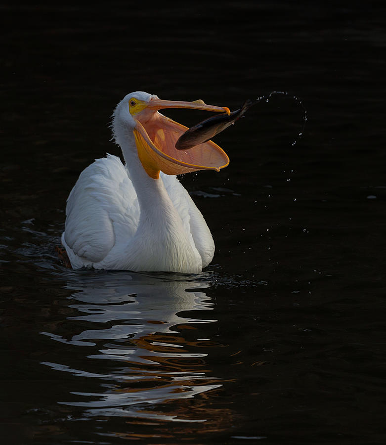 Pelican Photograph - Too Hard To Escape From This Big Mouth by Cheng Chang