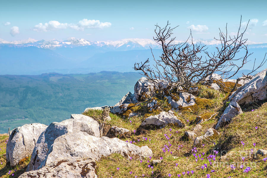 Mountain Photograph - Top mountain scenics view on Alps chain in summer by Gregory DUBUS