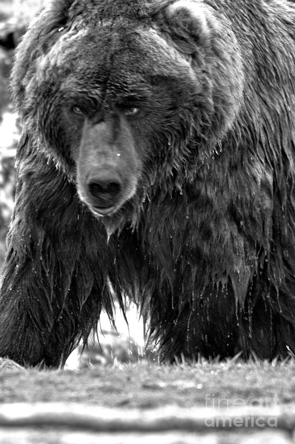 Top Of The Alaskan Food Chain Black And White Photograph by Adam Jewell
