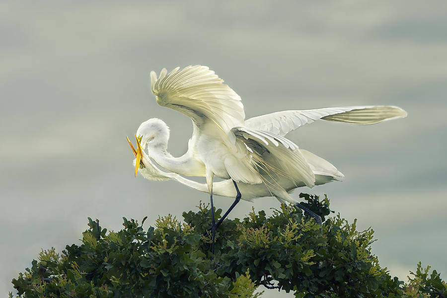 Wildlife Photograph - Top Tango by Qing Zhao