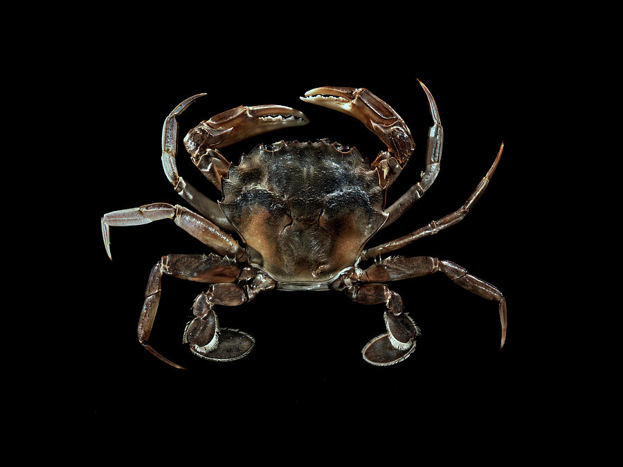 Top View Of Crab Against Black Background Digital Art by Bruno Gori ...