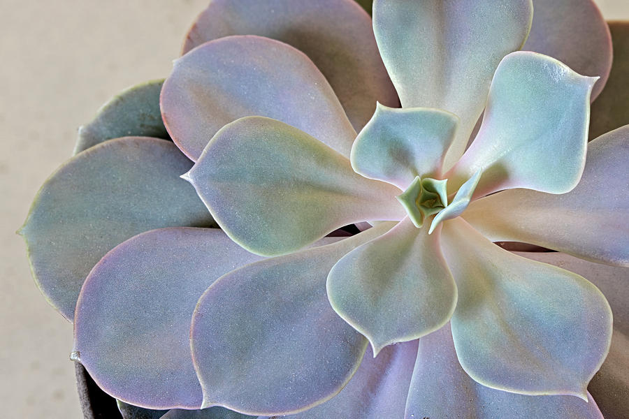 Top view of desert rose succulent. Photograph by Ad Gr