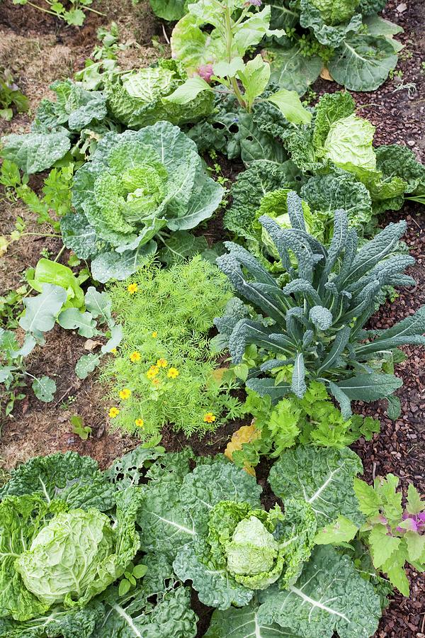 Top View Of Savoy Cabbages In Vegetable Patch Photograph by Sibylle Pietrek