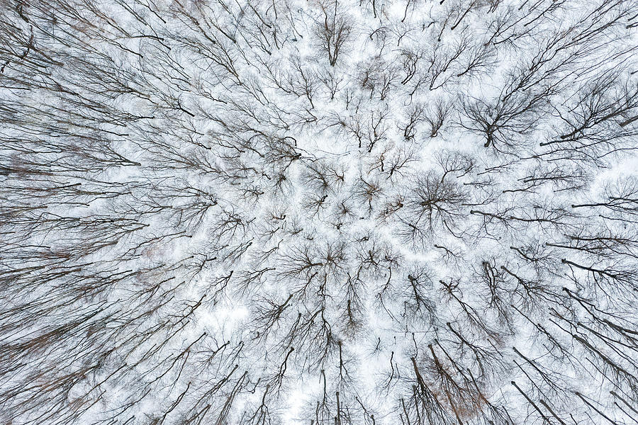 Tree Photograph - Top View Of Winter Trees In The Forest by Pal Szilagyi Palko