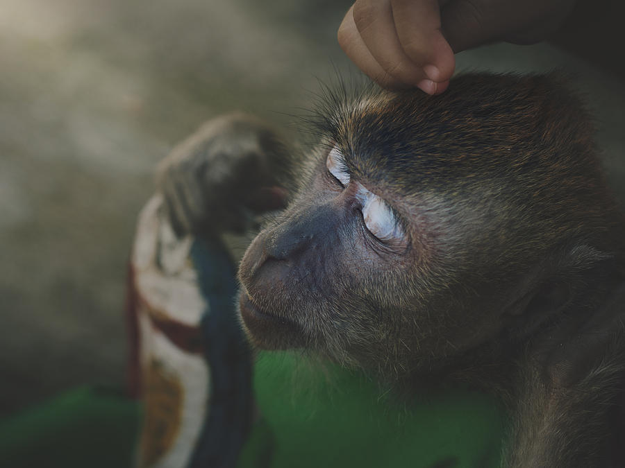 Topeng Monyet Photograph by Rudi Gunawan