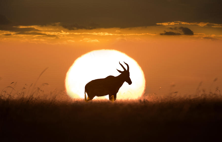 Animal Photograph - Topi At Sunrise by Xavier Ortega