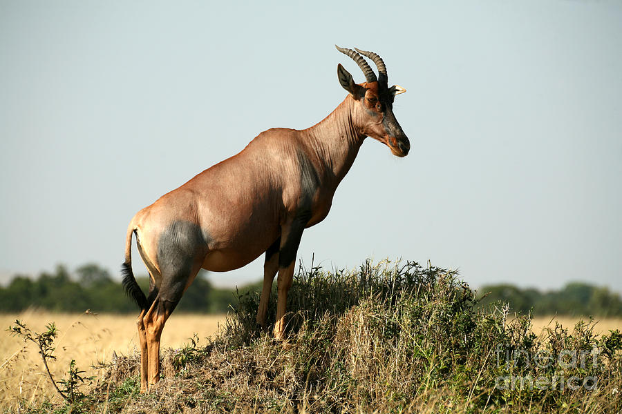 Game Photograph - Topi Standing In The Grasslands Of The by Paul Banton Game Photograph - Topi Standing In The Grasslands Of The by Paul Banton