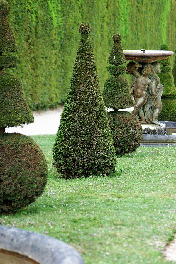 Topiarised Boxtrees And A Fountain In In The Garden Of The Palace Of Versailles Photograph by Angelica Linnhoff