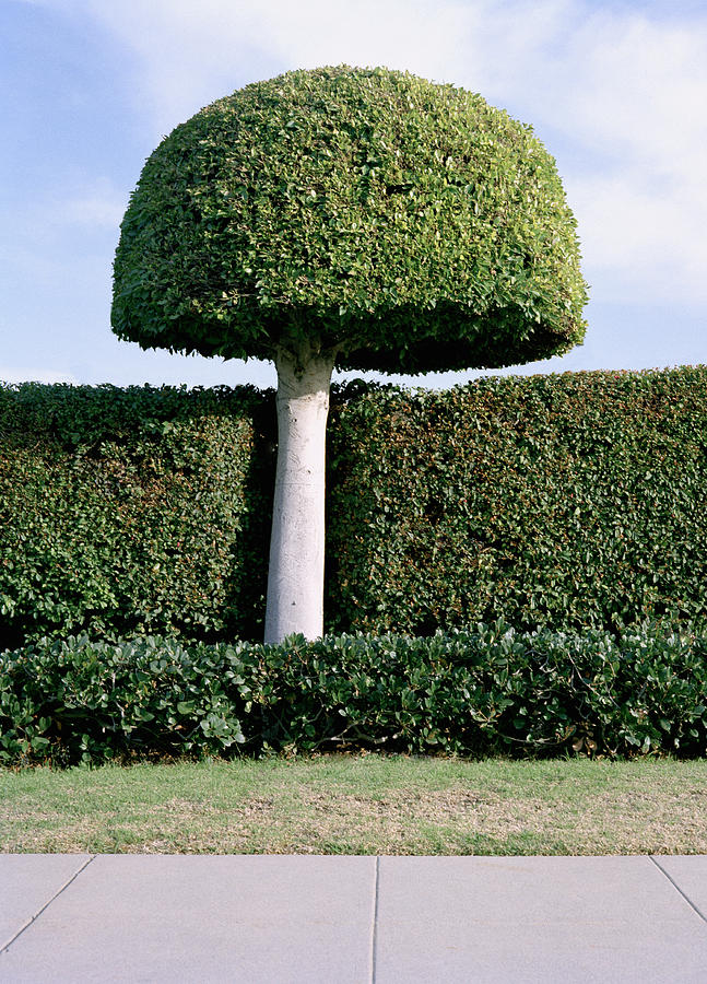 Topiary Garden Photograph by Brent Larson