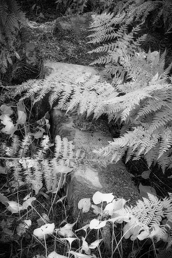 Toppled Stone - Monochrome Photograph by Cathy Mahnke - Fine Art America