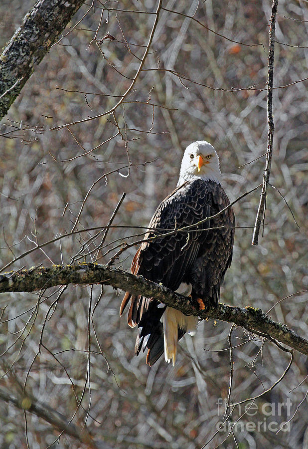 Wildlife Photograph - Topton Eagle by Jennifer Robin