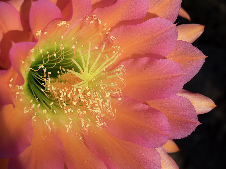 Torch Cactus Bloom Photograph by Carol Campbell - Fine Art America