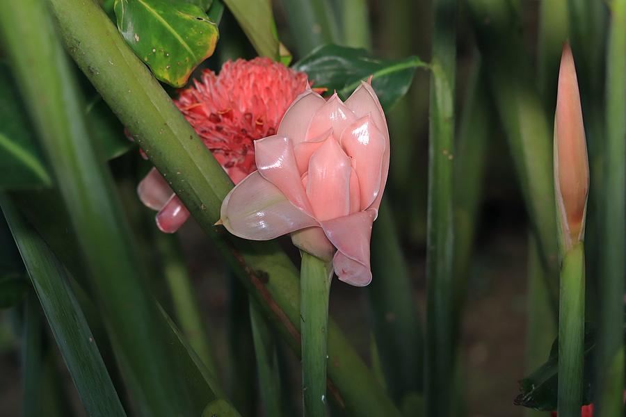 Torch Ginger Bud Bloom and Flower Photograph by Marlin and Laura Hum