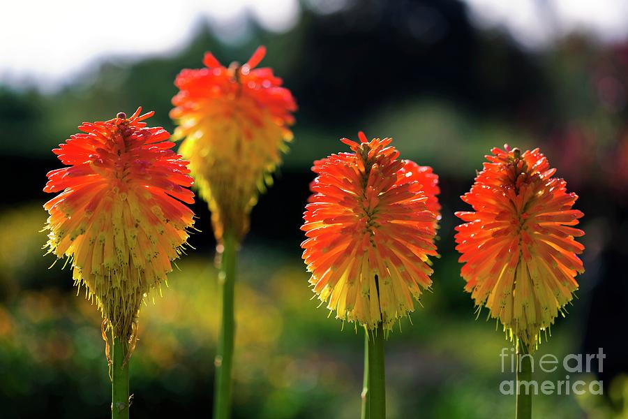 Torch Lily (kniphofia Rooperi) Photograph by Dr Keith Wheeler/science Photo Library