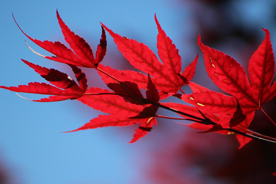 Torch Red Japanese Maple Leaves on Malibu Blue Photograph by Colleen Cornelius