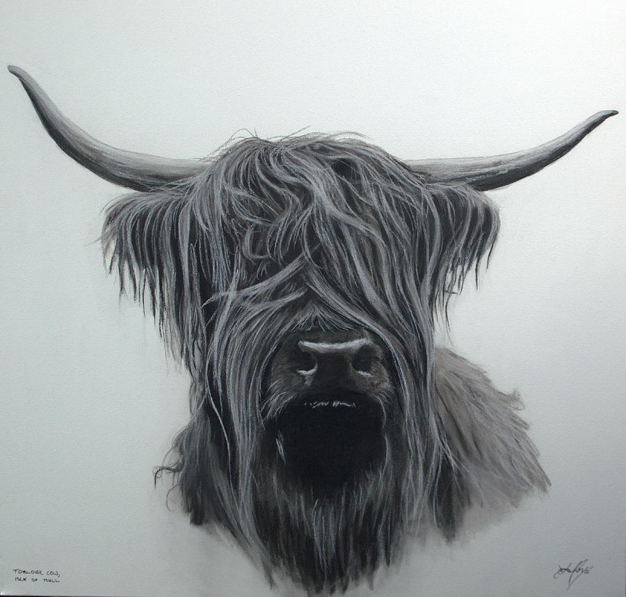 Torloisk Cow Isle Of Mull Pastel by Aaron De la Haye - Fine Art America