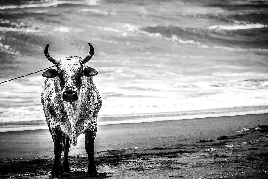 Toro della Playa Photograph by Tito Slack