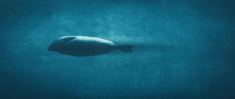 Torpedo Photograph by Ingo Menhard
