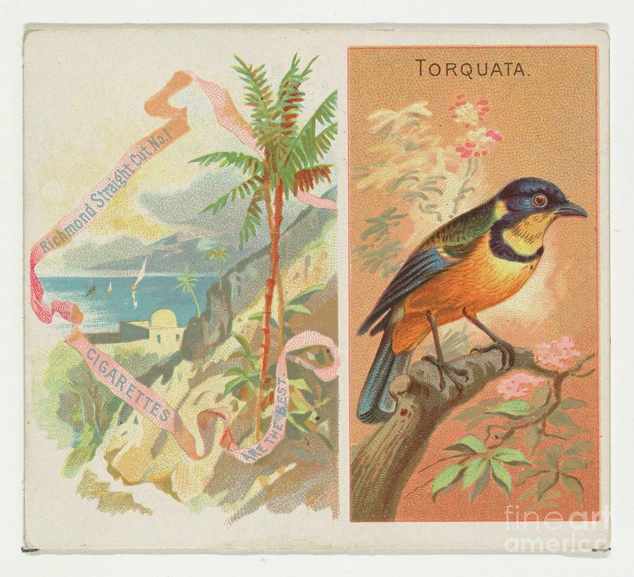 Torquata Drawing by Heritage Images